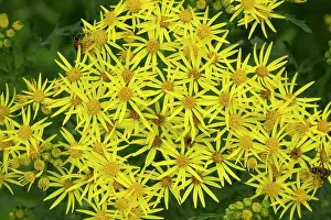Senecio: Common Ragwort in flower Devon, UK