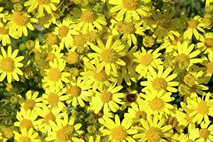 Senecio: Common Ragwort - a mass of flowers