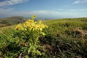 Senecio: Common Ragwort - on purbeck hills - Wide angle
