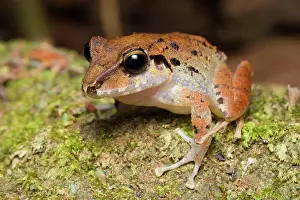 Leptodactylidae: Common Rain Frog