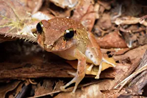 Leptodactylidae: Common Rain Frog