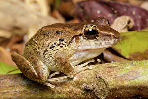 Leptodactylidae: Common Rain Frog