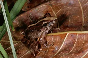 Leptodactylidae: Common Rain Frog