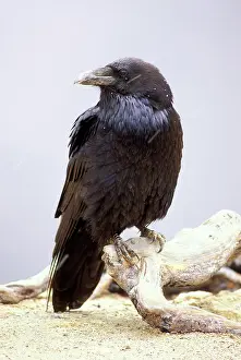 Sinister: Common RAVEN