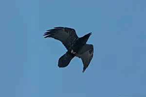 Ravens: Common Raven