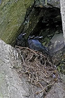 Ravens: Common Raven