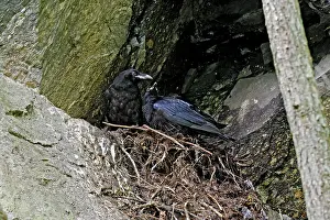 Ravens: Common Raven