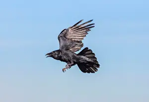 Ravens: Common Raven