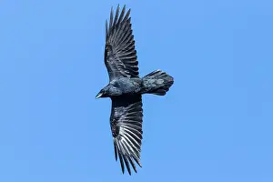 Ravens: Common Raven