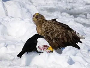 Corax: Common Raven