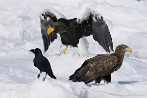 Corax: Common Raven