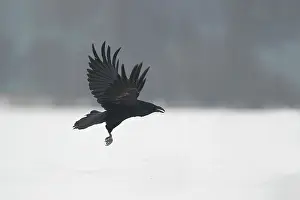 Corax: Common Raven