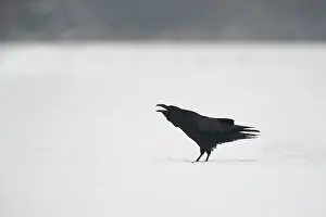 Corax: Common Raven