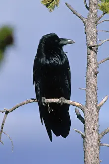 Corax: Common Raven