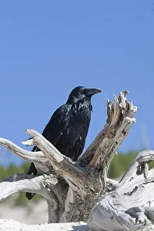 Corax: Common Raven