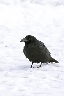 Corax: Common Raven