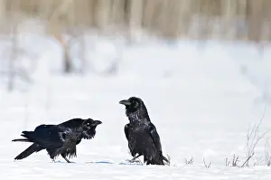 Corax: Common Raven