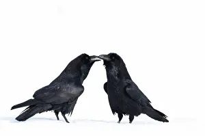 Corax: Common Raven