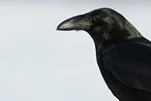 Corax: Common Raven