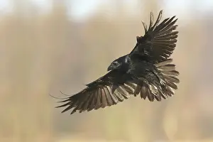 Corax: Common Raven