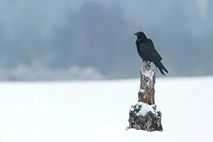 Corax: Common Raven
