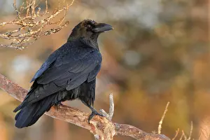 Corax: Common Raven
