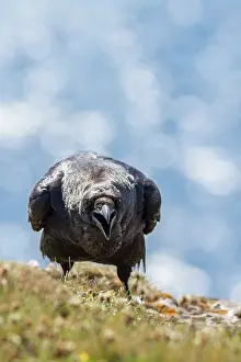 Rspb: Common Raven