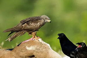 Screaming: Common Raven