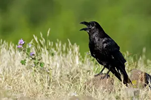 Corax: Common Raven