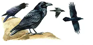 Crows: Common Raven
