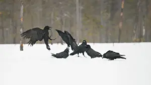 Corvus: Common Raven