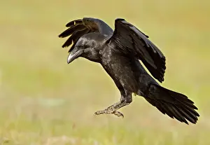 Ravens: Common Raven - adult in flight about to land