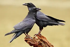 Ravens: Common Raven - adult pair perched on tree trunk