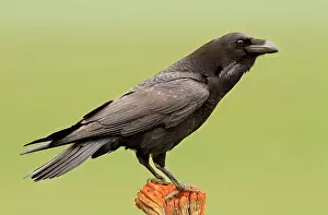 Ravens: Common Raven - adult perched on tree trunk