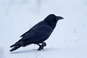 Corvus: Common Raven - adult in snow