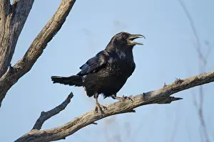 Ravens: Common Raven - calling