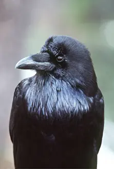 Thoughtful: COMMON RAVEN - close-up of head