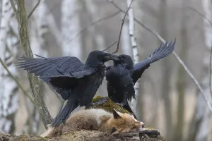 Carcass: Two common raven (Corvus corax)