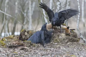 Carcass: Two common raven (Corvus corax)