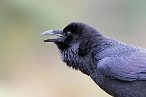 Reich: Common Raven (Corvus corax) adult, calling, England