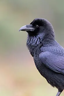 Reich: Common Raven (Corvus corax) adult, close up of head