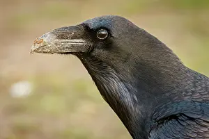 290420: Common Raven (Corvus corax) - adult portrait - Cantalejo