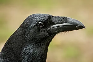 290420: Common Raven (Corvus corax) - adult portrait - Cantalejo