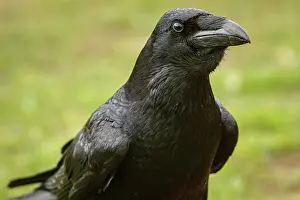 290420: Common Raven (Corvus corax) - adult portrait - Cantalejo