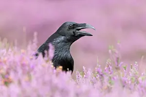 Heide: Common Raven (Corvus corax) adult, standing among