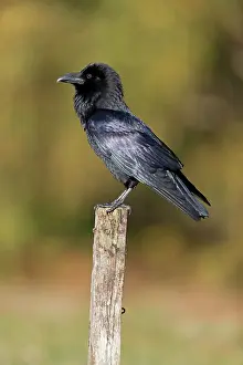 Corax: Common Raven (Corvus corax) adult, standing on post