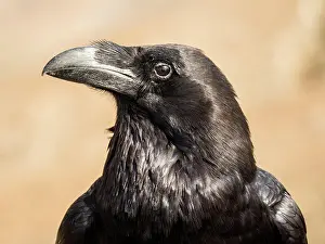 Corax: Common raven (Corvus corax), animal portrait, Fuerteventura