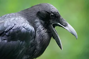 Corax: Common raven (Corvus corax), animal portrait, captive