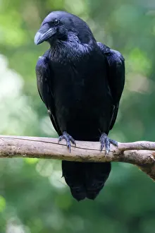Corax: Common raven (Corvus corax), animal portrait, captive