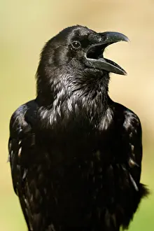 Sound: Common raven (Corvus corax), animal portrait, ca